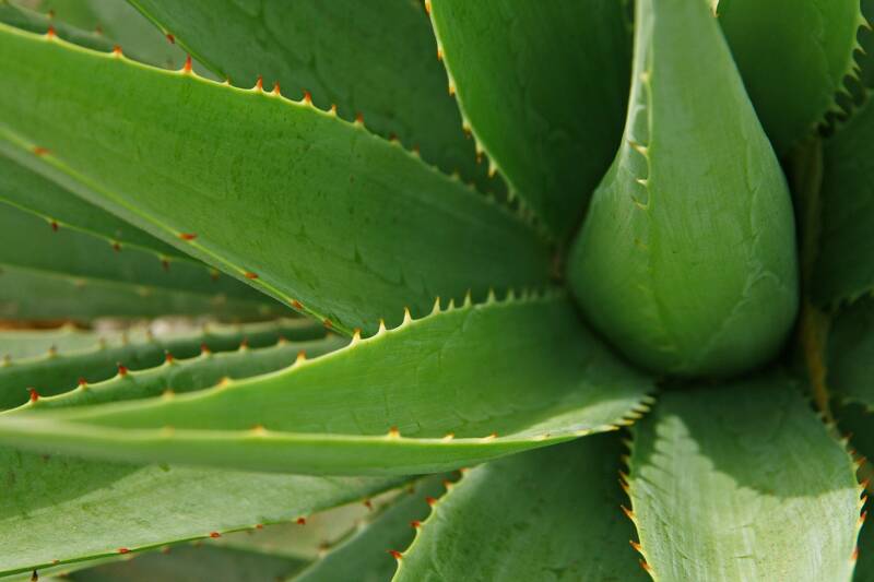 Nahaufnahme eine Aloevera Pflanze