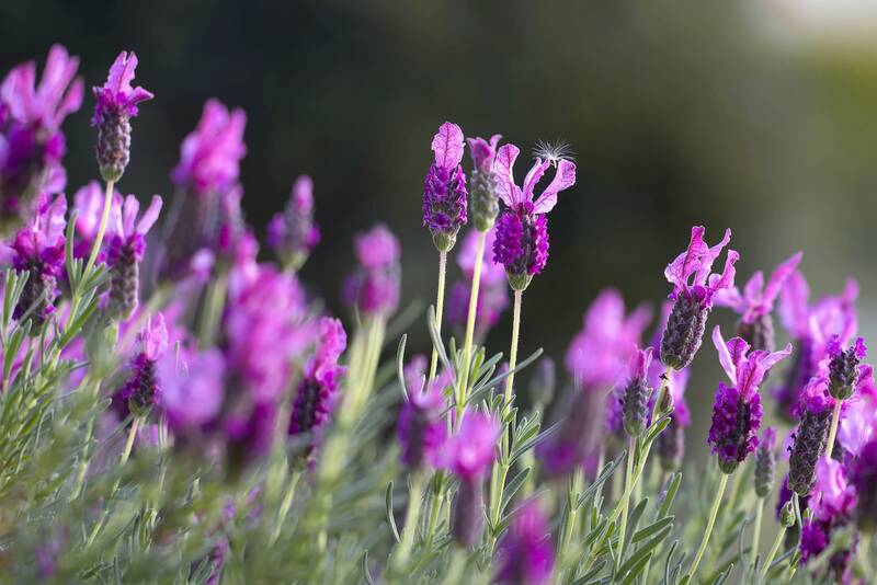 Lavendelblüten vor unscharfem, grünen Hintergrund